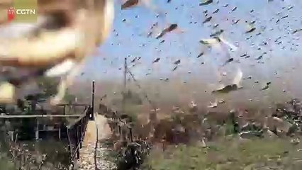 Locusts cover the sky in Russia