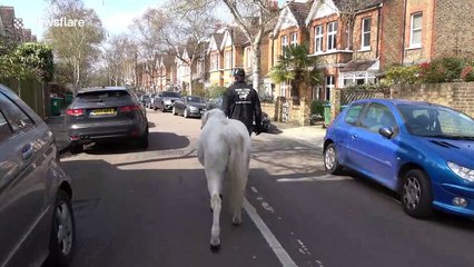 Ponies make house calls to families in isolation in London