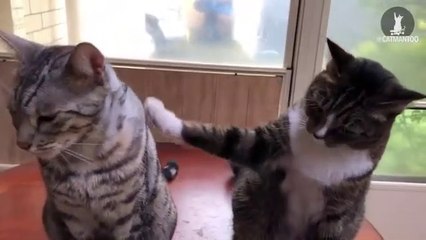 Ce chat balance son pote après une grosse bêtise
