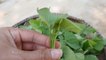 7 Health Benefits Of Sweet Potato Leaves _