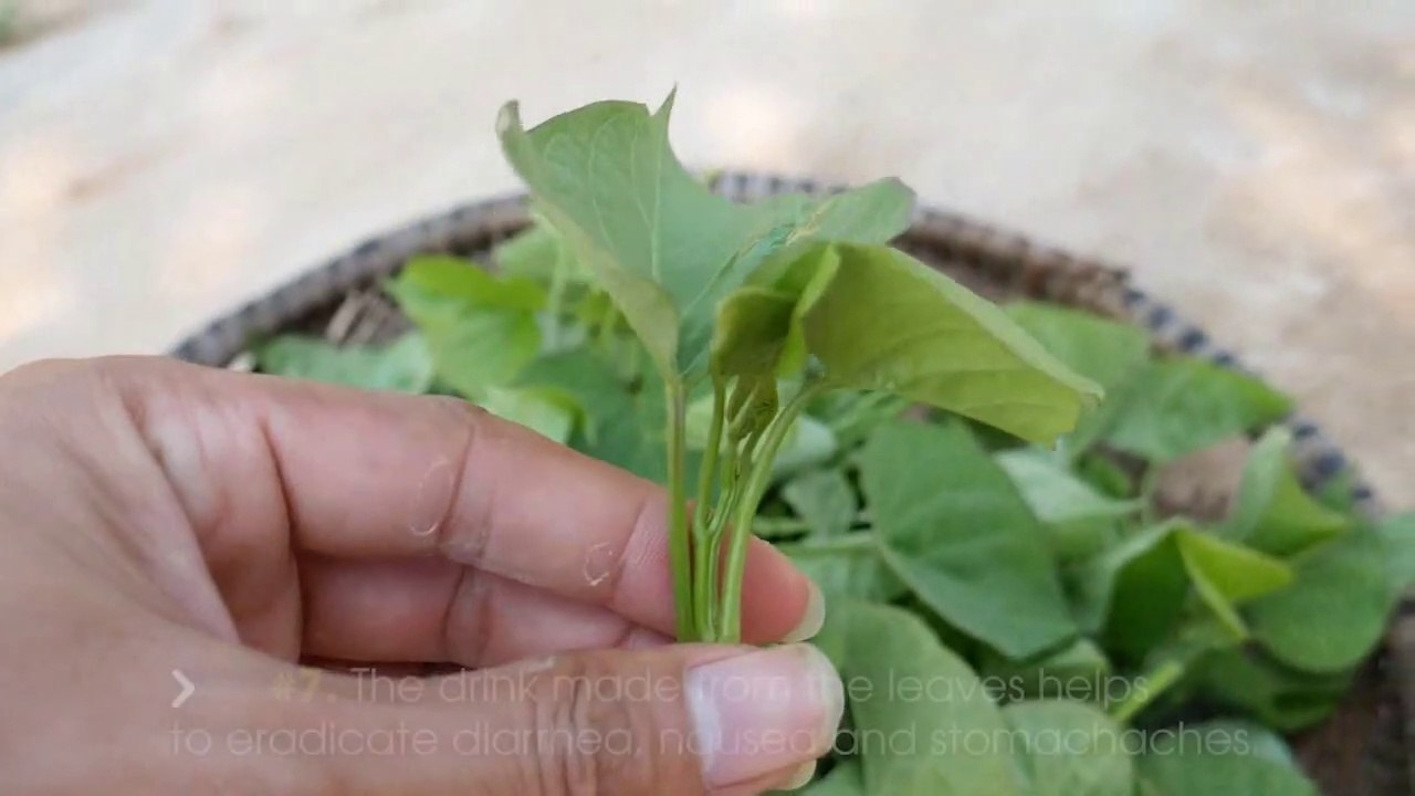 7 Health Benefits Of Sweet Potato Leaves _