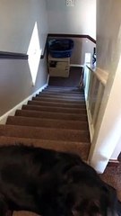 Dog Uses Unpleasant Technique to Get Down Stairs