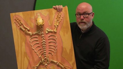 Extra Large: Scientific Skeleton in My Closet