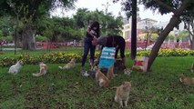 Voluntarios desafían al coronavirus para cuidar a gatos y perros en Perú