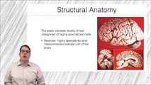Fundamentos de Neurociencia para la Neuroimagen. Estructura y anatomía del SNC Parte 1