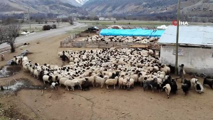 Koyun ve kuzuların renkli buluşması böyle görüntülendi