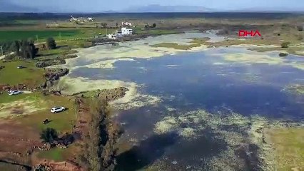 Hatay'daki volkanik gölü su papatyaları sardı