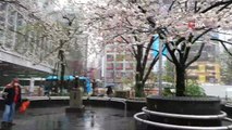 - Japonya'da 32 yıl sonra bir ilk- Tokyo'da 'sakura' mevsiminde kar yağdı