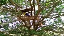 La cuarentena por coronavirus obliga a los más pobres de India a refugiarse en árboles