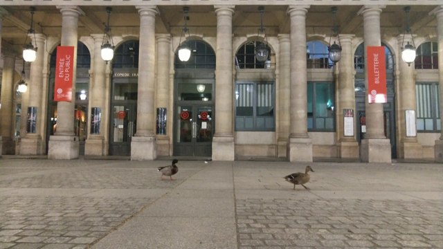 Des canards profitent du confinement pour se balader dans les rues de Paris