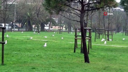 Caddebostan sahili martılara kaldı