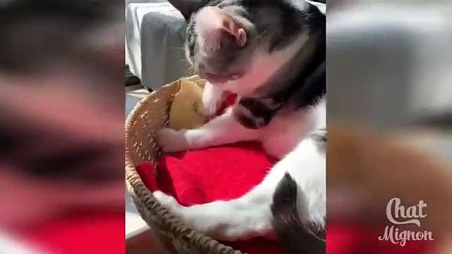 Chat Mignon Chat Drole Video De Chat a Mourir De Rire