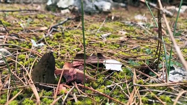 Kilosu 200 liradan satılan kuzugöbeği mantarı geçim kapısı oldu - ANTALYA