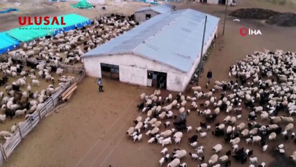 Koyun ve kuzuların renkli buluşması