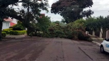 Queda de árvore interdita Rua Afonso Pena, no Centro