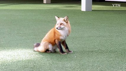 충북 청주서 멸종위기종 여우 출몰...포획 실패 / YTN