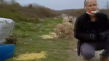 Hayvanseverlerden sokak hayvanları için yardım çağrısı