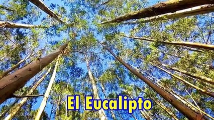  ❀✿ 8 Plantas Para Atraer Abundancia A Tu Casa 