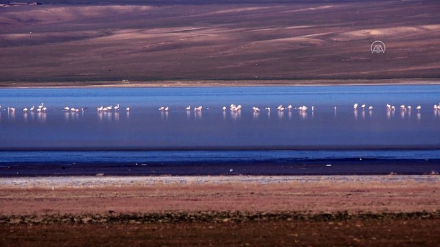 Düden Gölü'nün misafirleri flamingolar geldi - KONYA