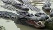 Why Do Crocodiles Keep Their Mouths Open?