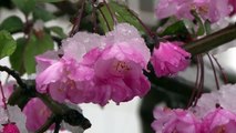 ثلوج ربيعية تغطي طوكيو في موسم تفتح أزهار الكرز