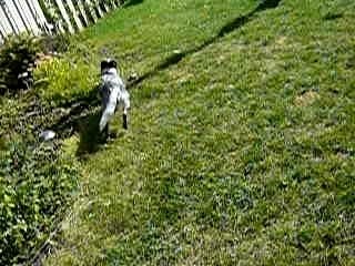 Taz qui s'amuse 2 [12 Sept. 07]