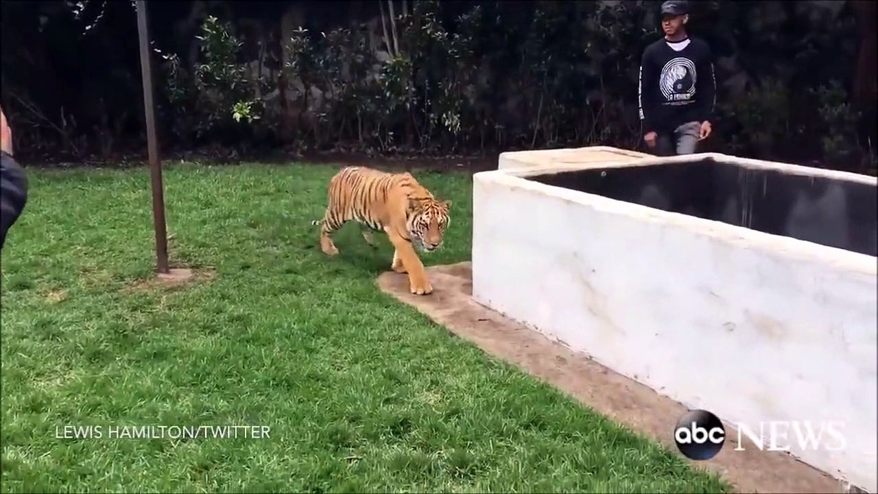 Il s'amuse à faire peur à son tigre... bouhhhh