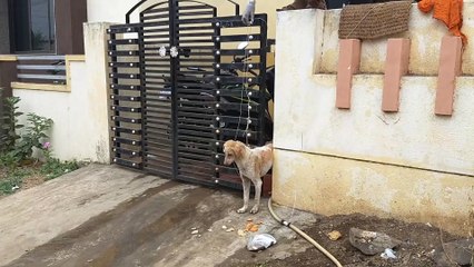 Ce chien s'est coincé dans un portail et demande de l'aide