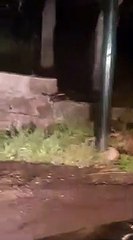 Puglia: due cervi filmati a Lucugnano, vicino Santa Cesarea