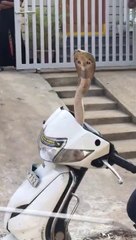 A snake enters the scooter | Very risky moment