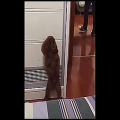 Dog playing hide and seek with man