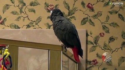 Misafirperver papağan ilginç bir öğle yemeği daveti sunuyor