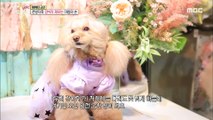 [BEAUTY] pet beauty, 생방송 오늘 아침 20200330