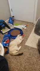 Bored Kitty Plays With Ball