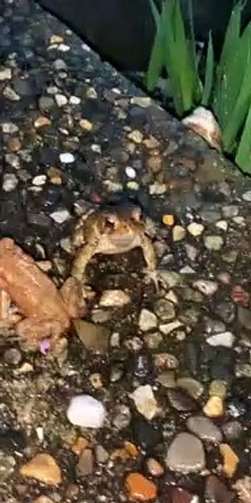 Crazy Frog Protects His Queen