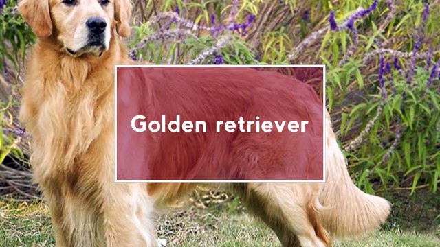 Top 7 dog breeds for fighting depression in humans...