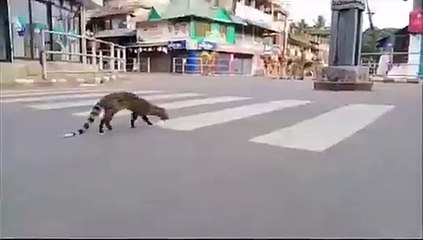 Karantina sonrası yıllardır görülmeyen canlı sokakta görüntülendi