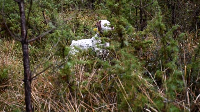Largo Braque du Bourbonnais à l'entrainement sur bécasse