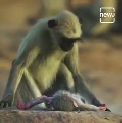 Langurs mourn the death of a fake monkey