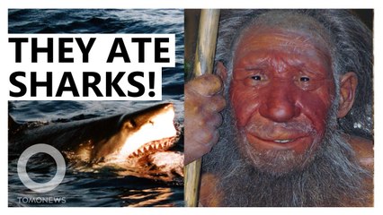 Neanderthals ate seafood, new research suggests