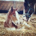 Take your kids on a virtual 'school trip' to Cannon Hall Farm today - to learn all about Shire Horses