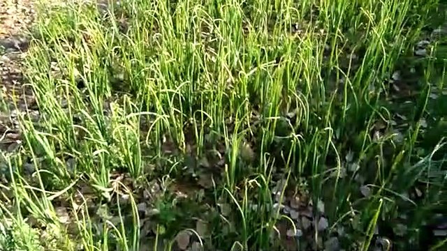 इटावा: लॉक डाउन लागू होने के बाद दिखने लगी किसानों की परेशानियां