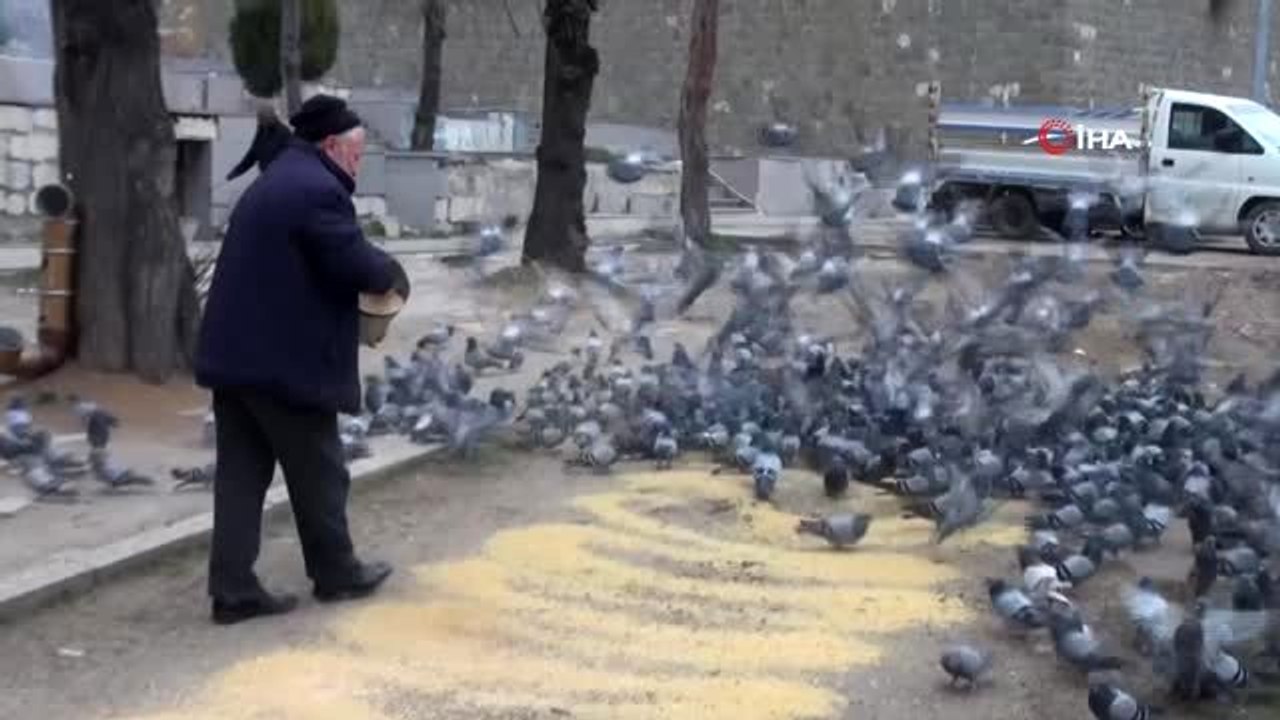 Koronavirüs güvercinleri de etkiledi.