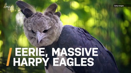 Harpy Eagles Are So Huge They’re Mistaken For Humans in Costume