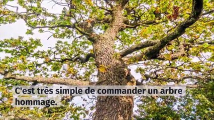 Acheter un arbre hommage : comment faire ?