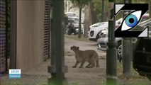 [Zap Télé] Des animaux égarés dans les centres-villes ! (30/03/20)