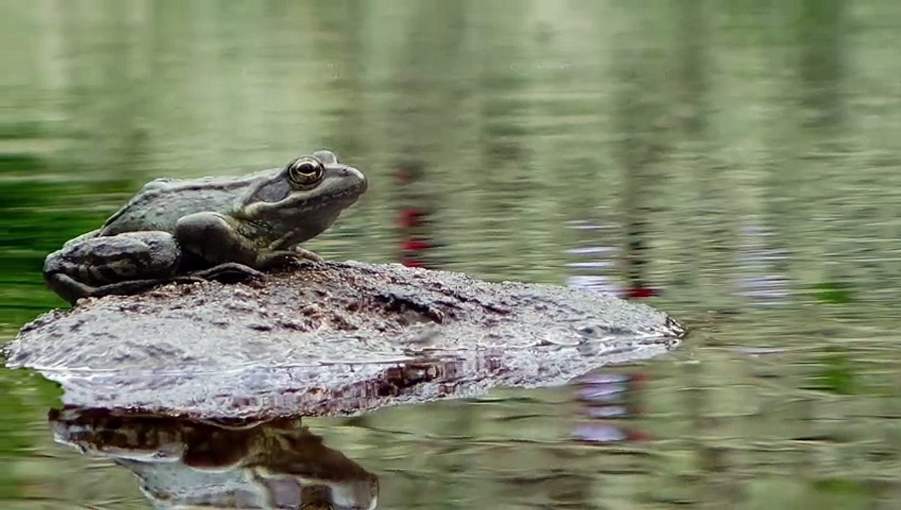 [CARNET DE SAISON] Grenouille rousse : l'amour au soleil