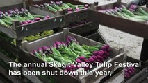 Coronavirus: Tulip festival closure sees flowers for health worker