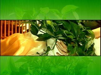 《绿萝花》第23集 梅婷、蒋恺、白凡主演都市爱情剧 | Green flower