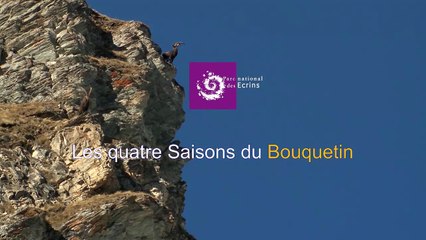 Secrets de nature : les 4 saisons du bouquetin